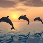 Nado con delfines en México: mejores lugares y recomendaciones nadar con delfines México