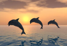 Nado con delfines en México: mejores lugares y recomendaciones nadar con delfines México