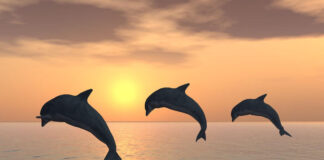 Nado con delfines en México: mejores lugares y recomendaciones nadar con delfines México