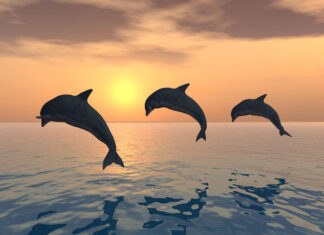 Nado con delfines en México: mejores lugares y recomendaciones nadar con delfines México