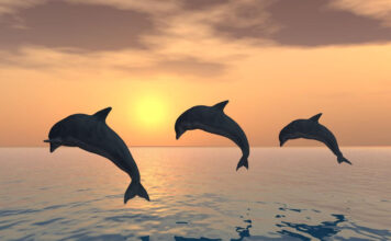 Nado con delfines en México: mejores lugares y recomendaciones nadar con delfines México