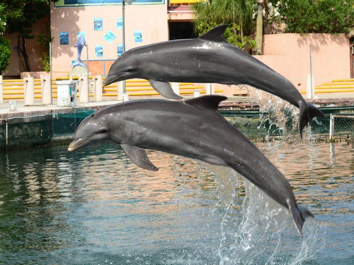  experiencia delfines