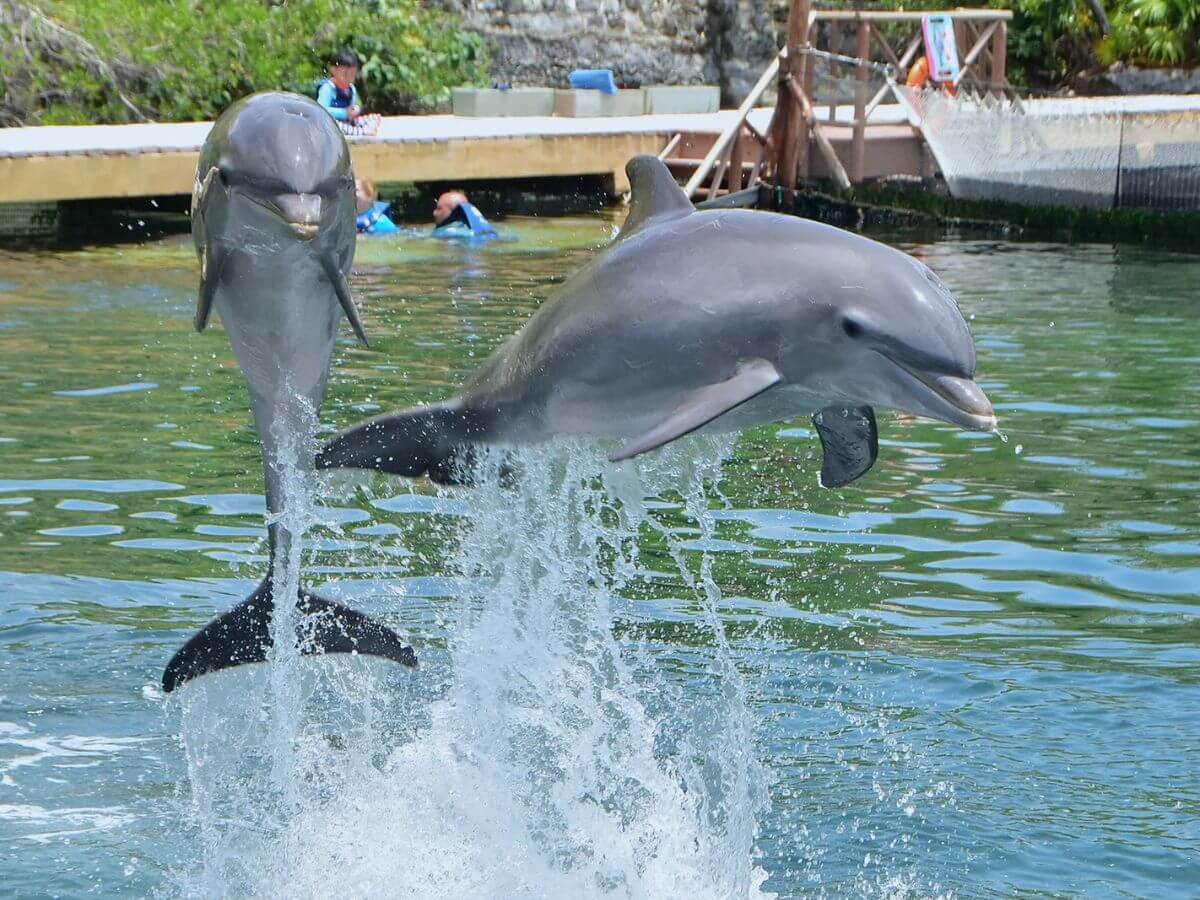  experiencia delfines